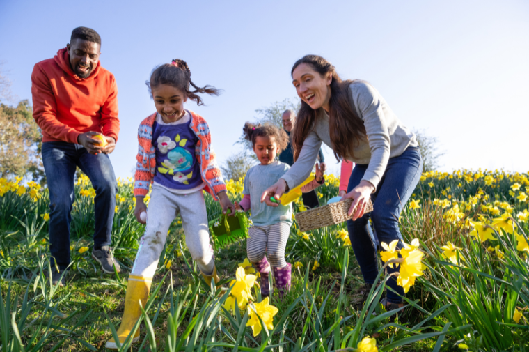 A family including mum in a field with daffodils collecting Easter eggs